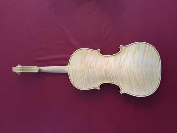 Baroque violin in progress First coat of gamboge back