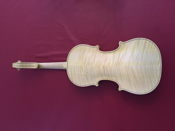 Baroque violin in progress Second coat of gamboge back